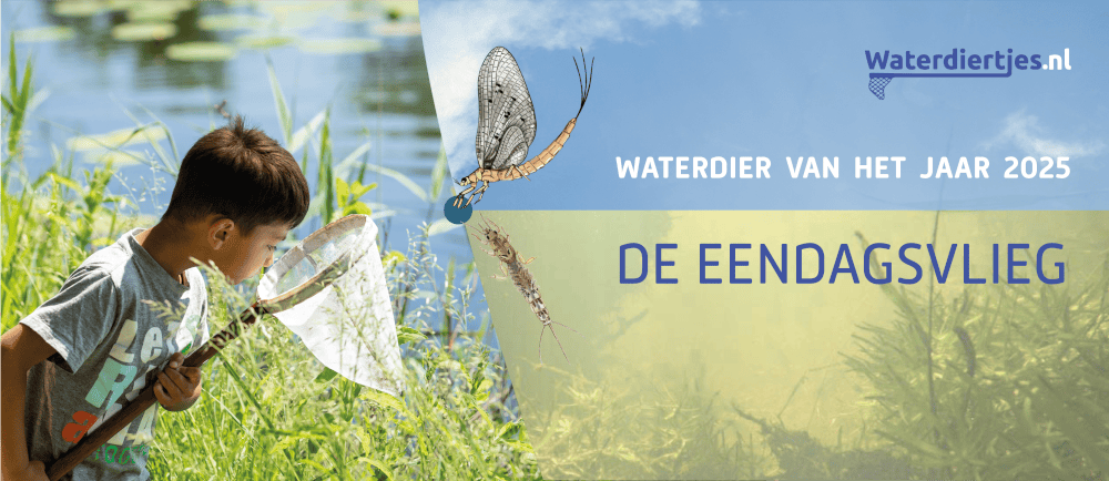 Waterdiertjes